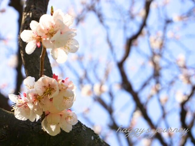 百合が原公園、桜