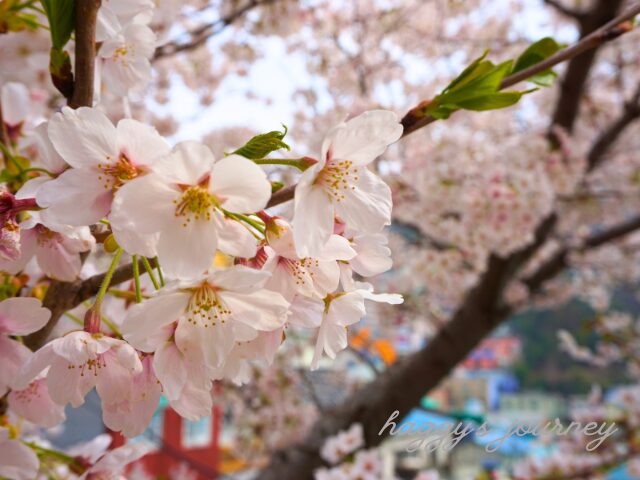 甘川文化村、桜