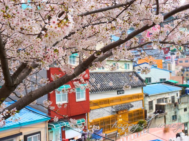 甘川文化村、桜