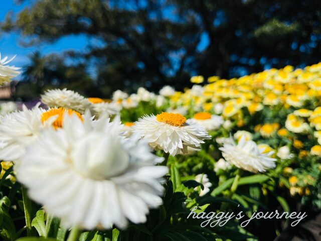 セントメアリー大聖堂、花壇の花