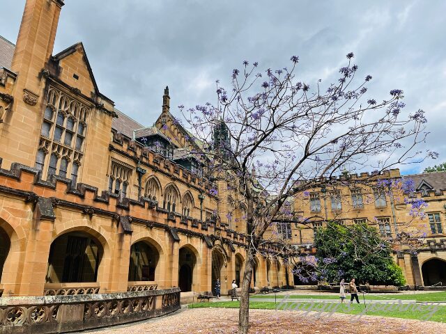 シドニー大学、ジャカランダ