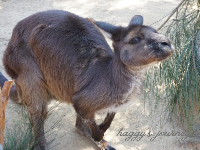 ワイルドライフシドニー、カンガルー