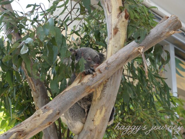 ワイルドライフシドニー動物園、コアラ