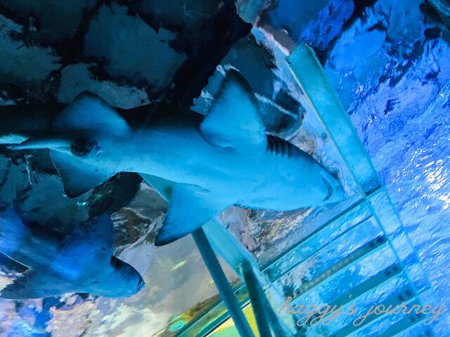 シーライフシドニー水族館、サメ