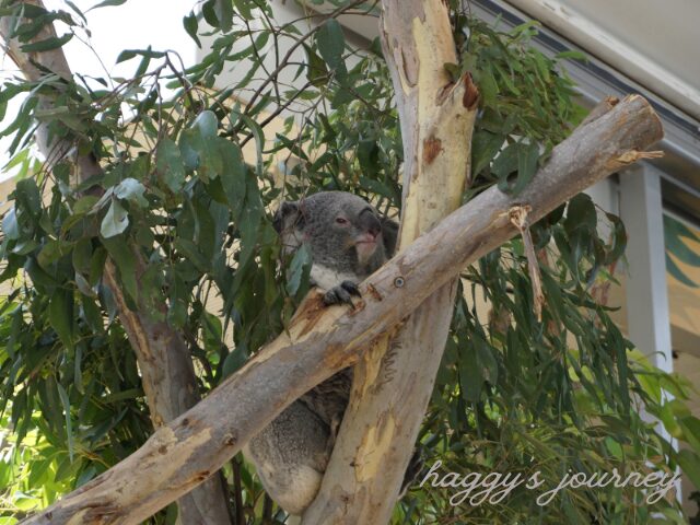 ワイルドライフ・シドニー動物園、コアラ