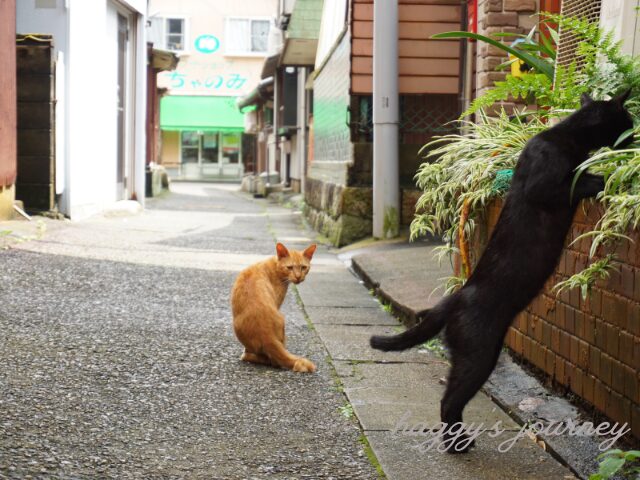 渡鹿野島、猫