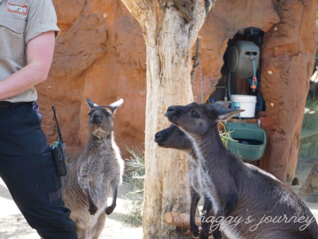 ワイルドライフ・シドニー動物園、カンガルー