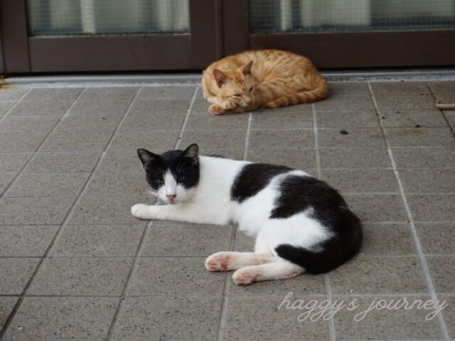 渡鹿野島_猫たち