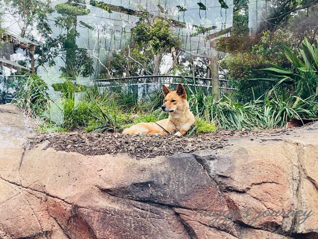 タロンガ動物園、ディンゴ