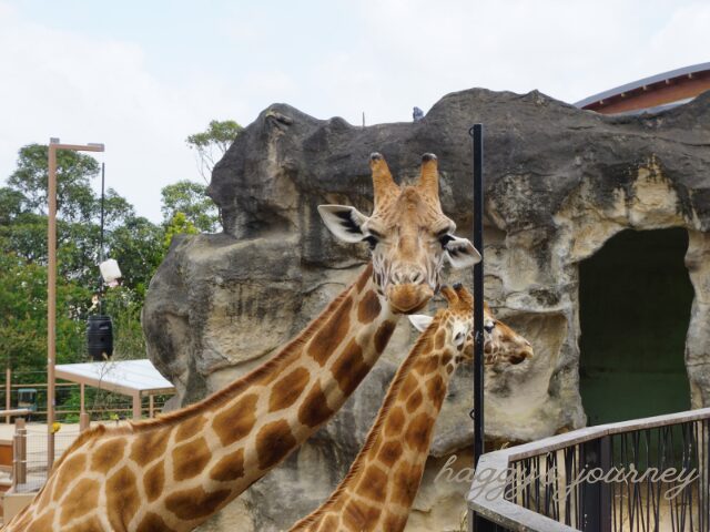 タロンガ動物園、キリン