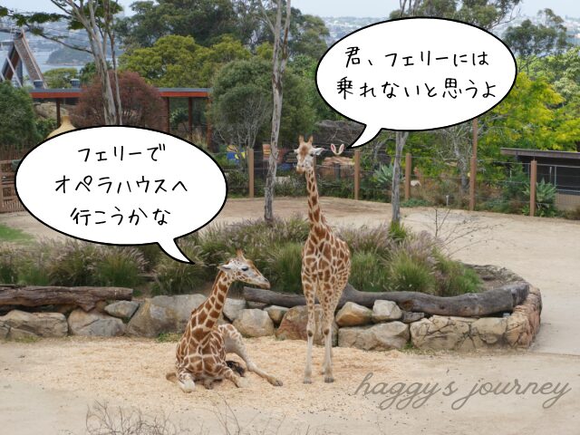 タロンガ動物園、キリン