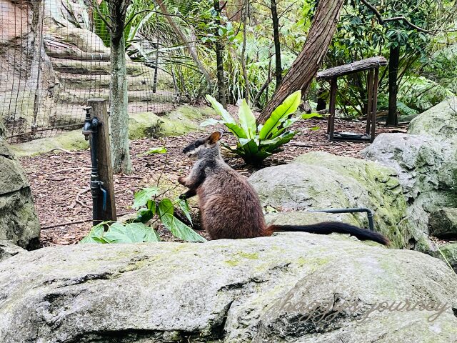 タロンガ動物園、ワラビー