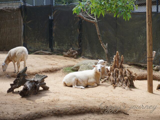 タロンガ動物園、羊